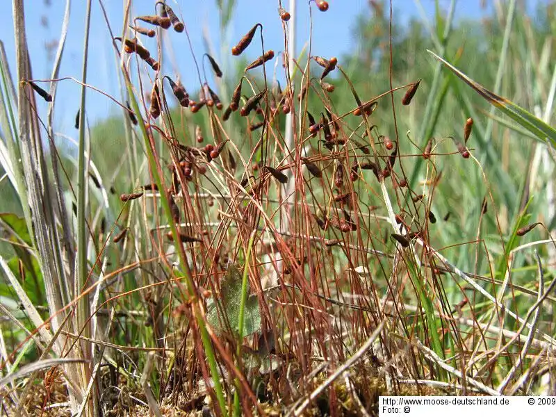 Habitus | Foto von Dr. Monika Koperski