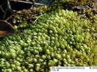 Bryum elegans Nees