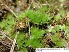Bryum inclinatum (Brid.) Blandow