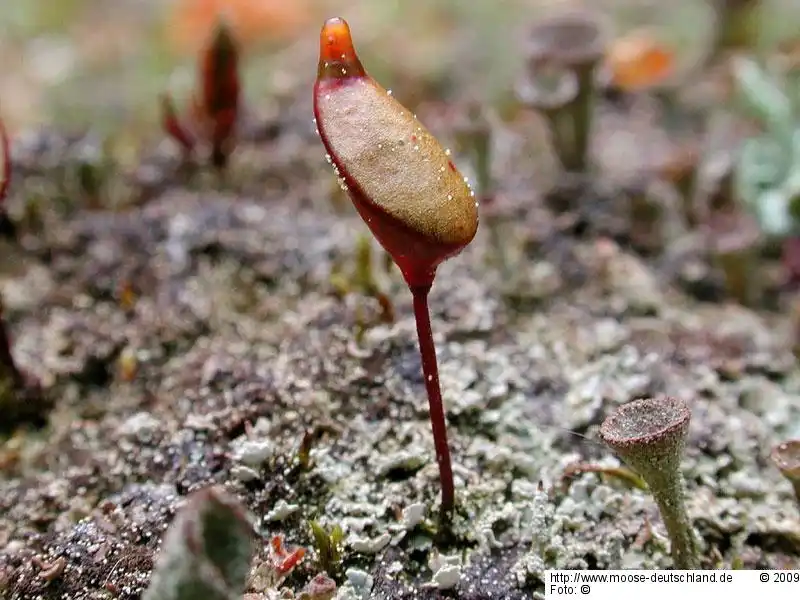 Habitus | Foto von Dr. Michael Schön