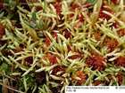 Calliergon stramineum (Brid.) Kindb.
