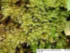 Campylium chrysophyllum (Brid.) Lange