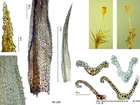 Cnestrum schisti (F.Weber & D.Mohr) I.Hagen