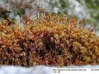 Cnestrum schisti (F.Weber & D.Mohr) I.Hagen