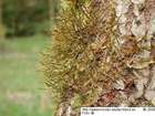 Cryphaea heteromalla (Hedw.) D.Mohr