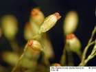 Cynodontium tenellum (Schimp.) Limpr.
