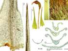 Dicranella varia (Hedw.) Schimp.