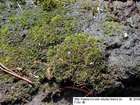 Dicranella cerviculata (Hedw.) Schimp.