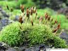 Dicranoweisia cirrata (Hedw.) Lindb. ex Milde