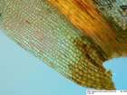 Dicranum viride (Sull. & Lesq.) Lindb.