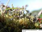 Dicranum bergeri Blandow