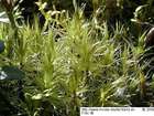 Dicranum polysetum Sw.