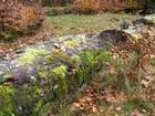 Dicranum viride (Sull. & Lesq.) Lindb.
