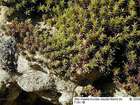 Didymodon cordatus Jur.