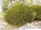 Didymodon luridus Hornsch.