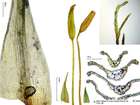 Ditrichum lineare (Sw.) Lindb.