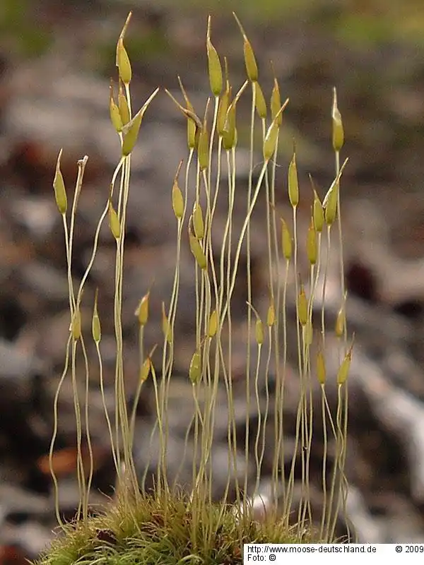 Sporophyt | Foto von Markus Reimann