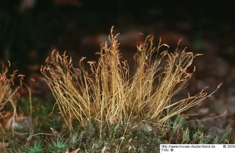 Habitus | Foto von Dr. Oliver Dürhammer