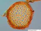 Drepanocladus cossonii (Schimp.) Loeske