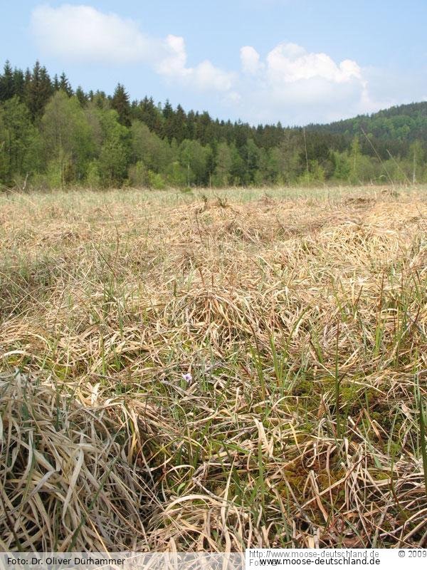 Verbreitung Hamatocaulis vernicosus (Mitt.) Hedenäs Moose