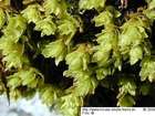 Encalypta streptocarpa Hedw.