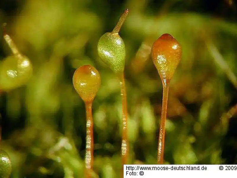 Sporophyt | Foto von Michael Lüth