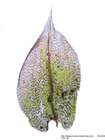 Entosthodon hungaricus (Boros) Loeske