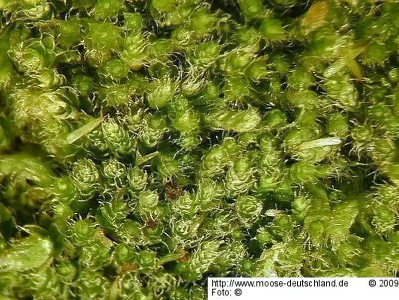 Gametophyt | Foto von Michael Lüth