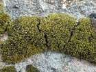 Grimmia muehlenbeckii Schimp.