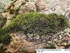 Grimmia sessitana De Not.