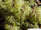 Hylocomium splendens (Hedw.) Schimp.