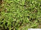 Leiocolea alpestris (F.Weber) Isov.