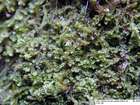 Leiocolea collaris (Nees) Schljakov