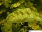 Lejeunea cavifolia (Ehrh.) Lindb.