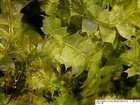 Lophocolea bidentata (L.) Dumort.