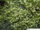 Lophocolea fragrans (Moris & De Not.) Gottsche, Lindenb. & Nees
