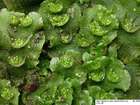 Lunularia cruciata (L.) Dumort. ex Lindb.