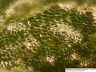Mannia triandra (Scop.) Grolle