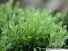 Mnium lycopodioides Schwägr.