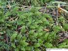 Mnium spinosum (Voit) Schwägr.
