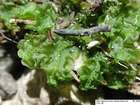 Moerckia hibernica (Hook.) Gottsche