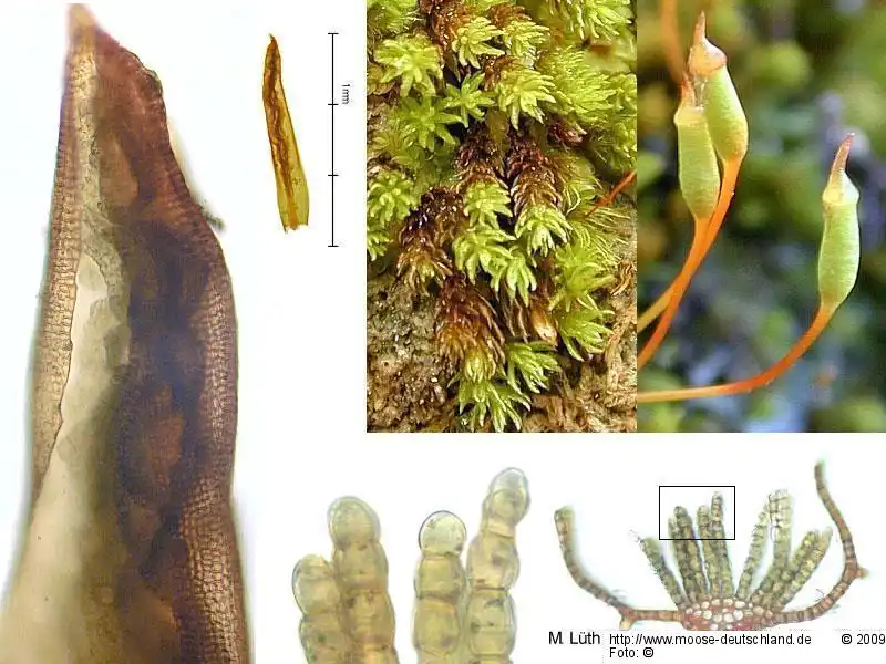 Bildtafel: Blatt, Sporophyt, Habitus, Blattquerschnitt | Foto von Michael Lüth