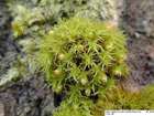 Orthotrichum patens Bruch ex Brid.
