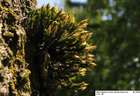Orthotrichum speciosum Nees