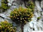 Orthotrichum stramineum Hornsch. ex Brid.