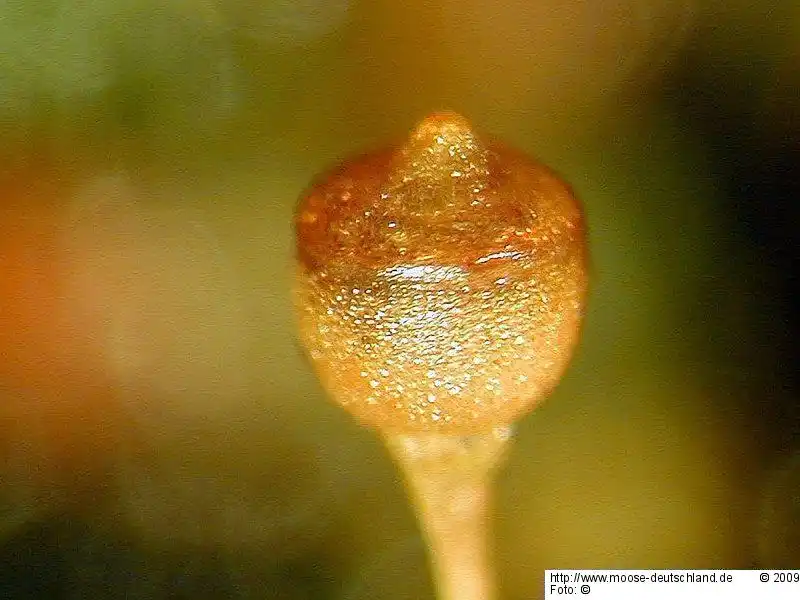 Sporophyt | Foto von Michael Lüth