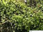 Plagiomnium elatum (Bruch & Schimp.) T.J.Kop.