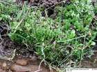 Plagiothecium ruthei Limpr.