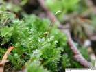 Plagiothecium ruthei Limpr.