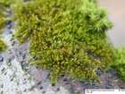 Platygyrium repens (Brid.) Schimp.